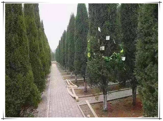 西安汉皇树葬墓园的具体位置在哪里？其交通便利性如何？