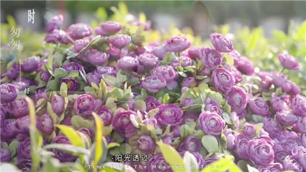 西安霸陵有树葬公墓吗？