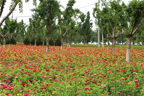 西安生态葬墓园在哪里？树葬、花坛葬、草坪葬、壁葬