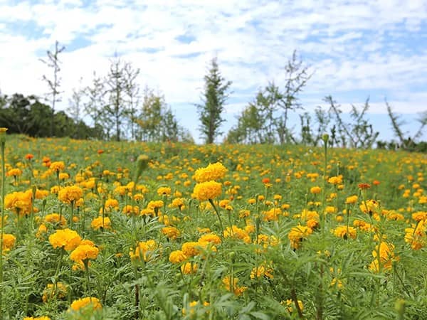 北郊西安公墓有哪些地方，提供全新风格