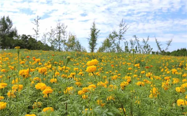 西安网上祭扫、家庭追思、献花，悼念之际，怀念永存