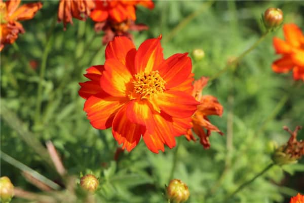 西安镐京墓园能否祭扫寒衣节