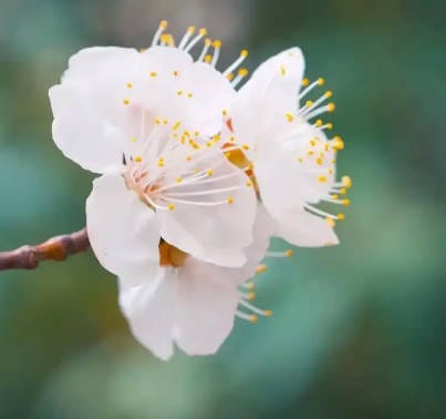 清明时节烧纸钱的风俗起源与意义是什么？