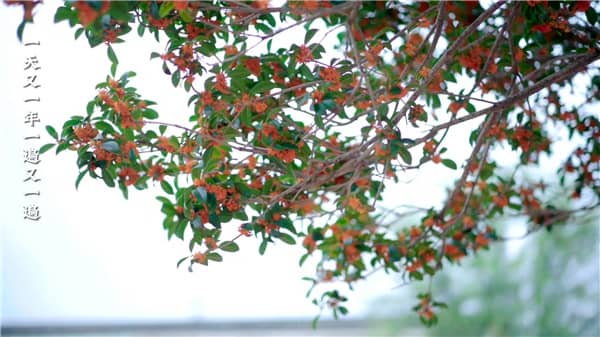 西安霸陵墓园新区：定价策略与服务价值解析