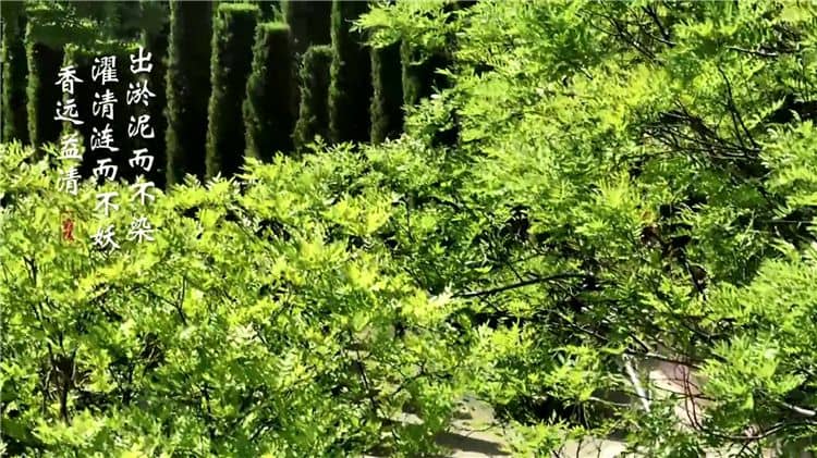 西安霸陵墓园全景展示