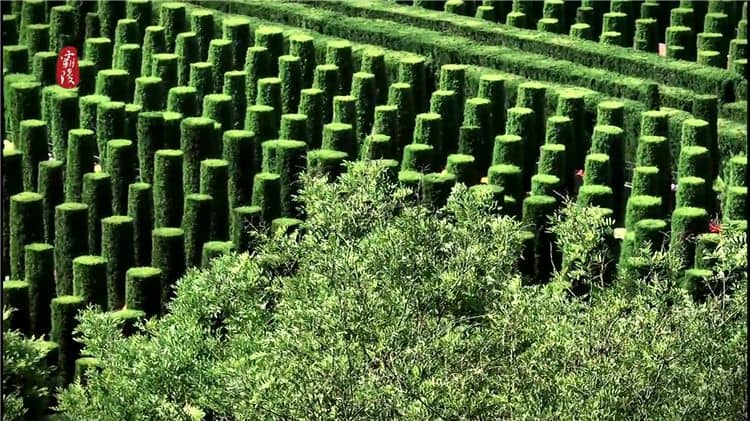 霸陵公墓烧纸钱（有一定的限制和规范）