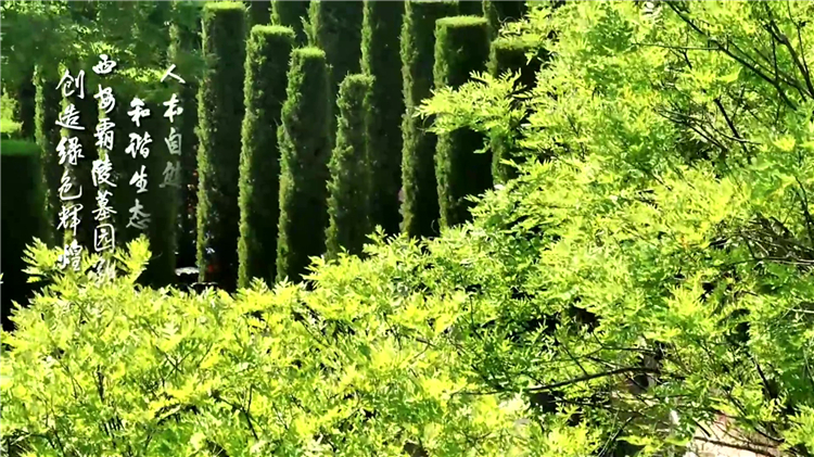 西安阎良区墓园推荐-汉皇树葬墓园购墓指南