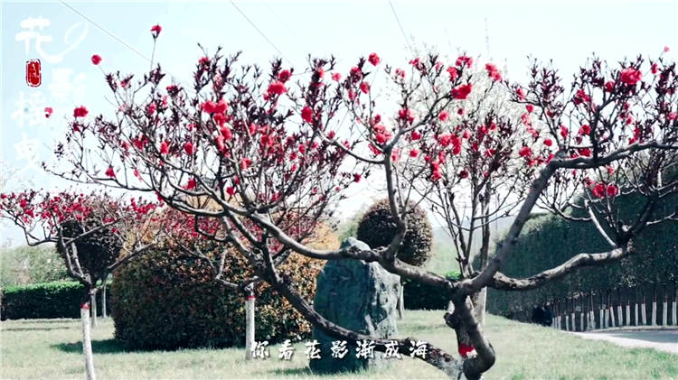 已故老人周年祭奠可以提前吗？时间安排与注意事项详解